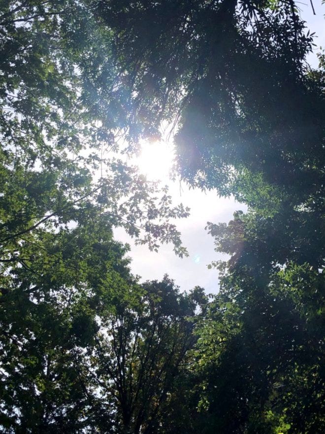 Looking up to the sky under the sun and green trees.