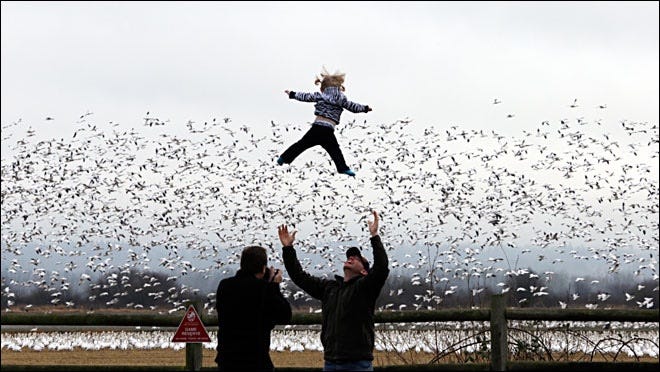 A small girl is thrown up into the sky by father with outstretched arms. Behind are thousands of snow geese swirling.