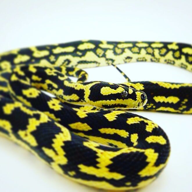 Husbandry of the Jungle Carpet Python in Captivity by Scott Borden