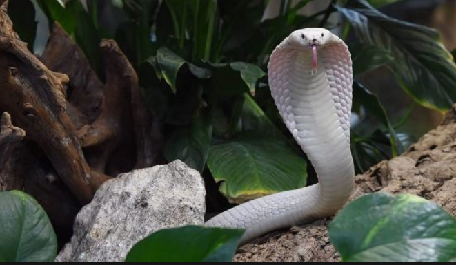 10 Hewan Albino Di Dunia Ada Tumbuhan Juga Ikancupangku Com