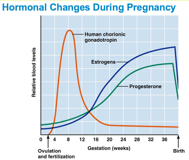 Hormones During Pregnancy Chart