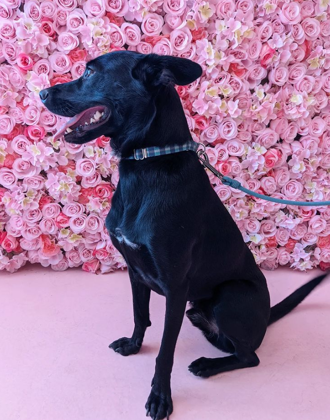A medium black dog sits in front of a wall of pink roses and gazes to the left, alert