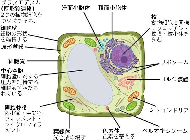 生物学 第2版 第4章 細胞構造 Japanese Translation Of Biology 2e By Better Late Than Never Medium