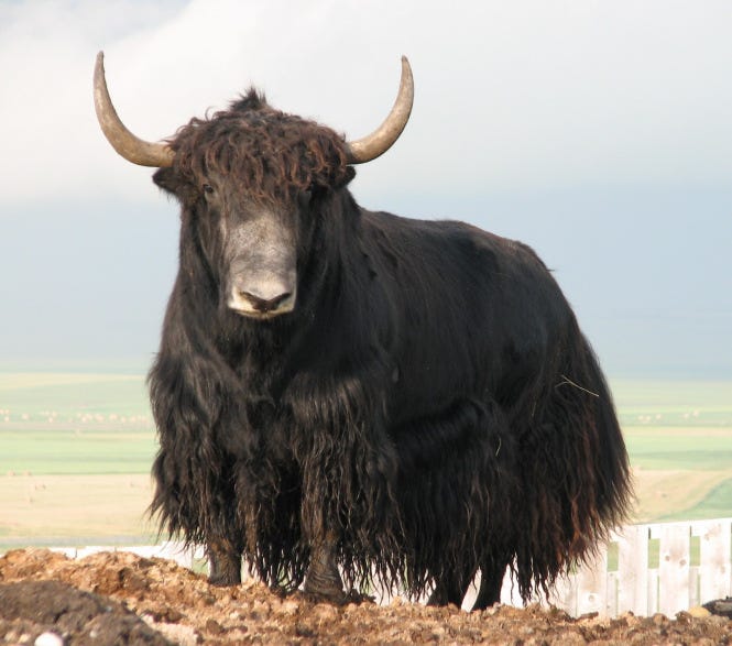 Holy Cow! Hybridization Facilitated Domestication and Adaptation of