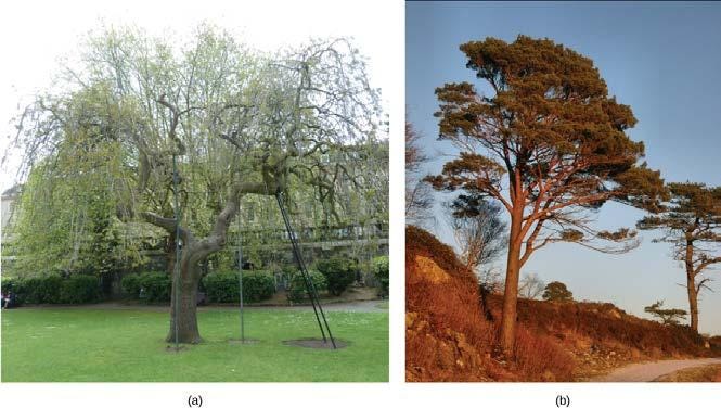 生物学 第2版 第32章 植物の生殖 Japanese Translation Of Biology 2e By Better Late Than Never Medium