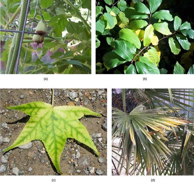 生物学 第2版 第31章 土壌と植物の栄養摂取 Japanese Translation Of Biology 2e By Better Late Than Never Medium