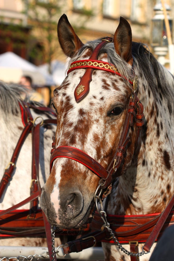 horse colors you need to know as adults with pictures