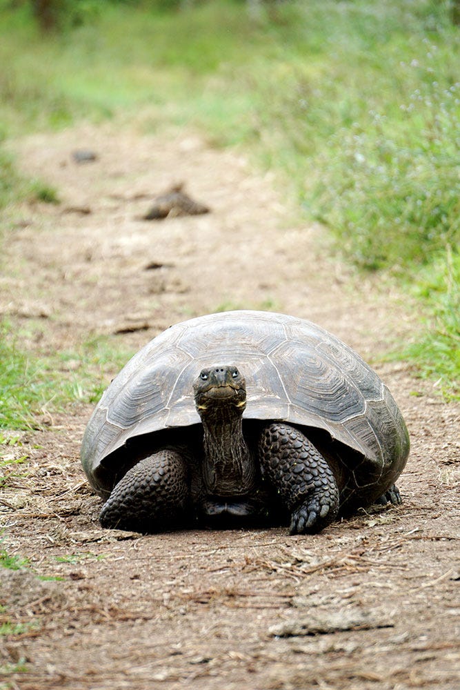 Turtle on a dirt path.