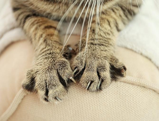 stop kitten scratching sofa