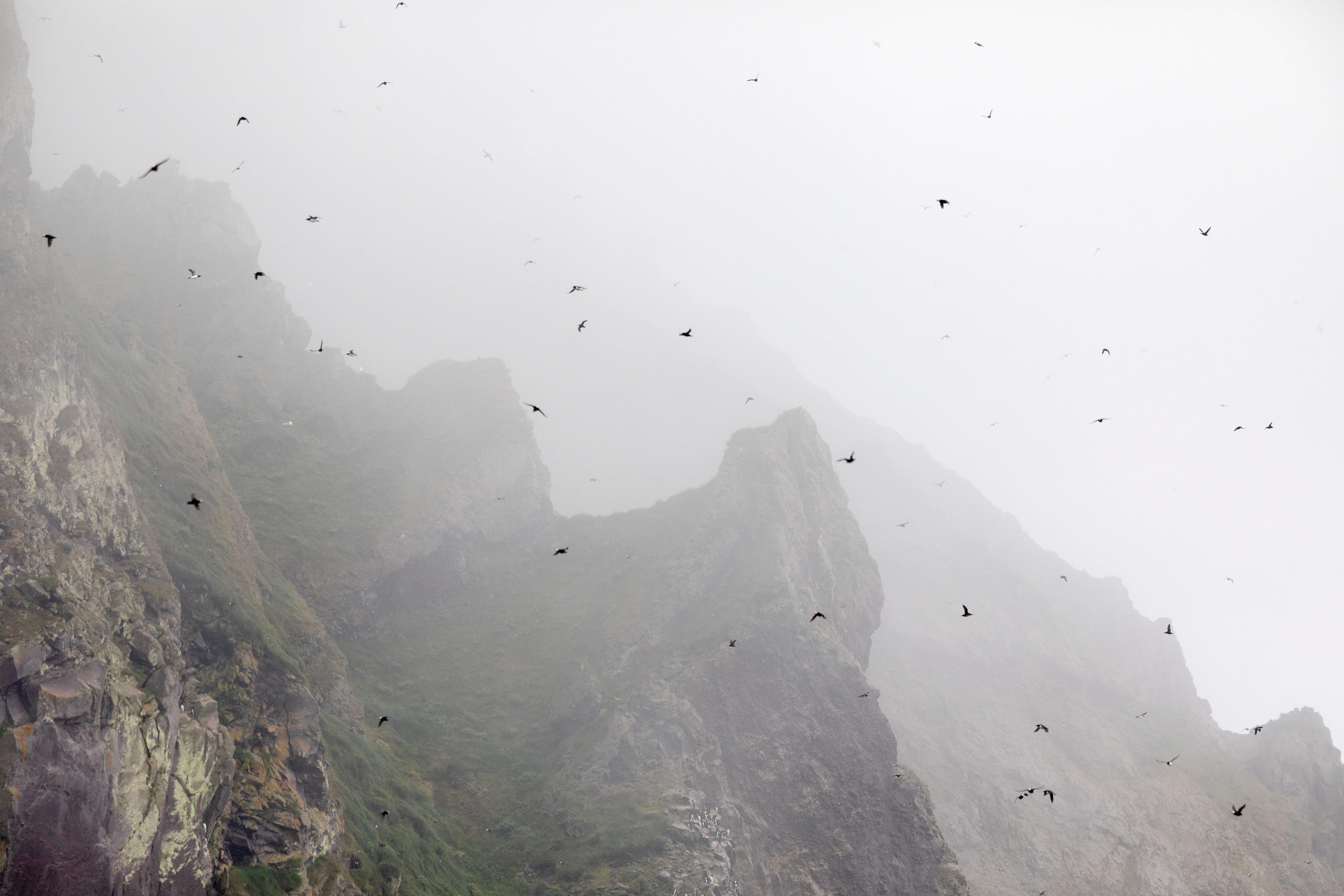 View of many circling dark seabirds against foggy cliffs.