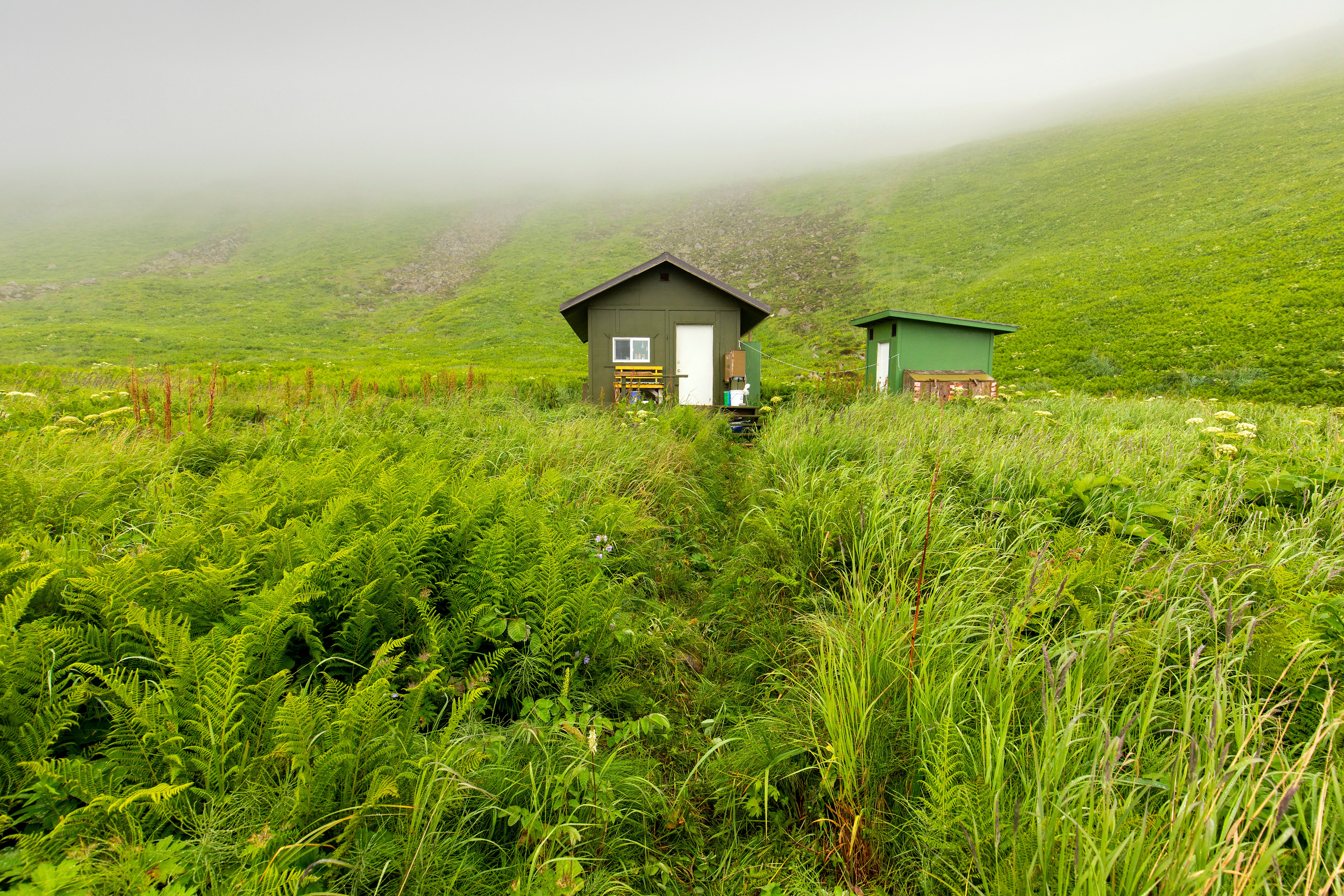 A small green cabin and outbuilding nestled in dense green grass and ferns with fog just overhead.