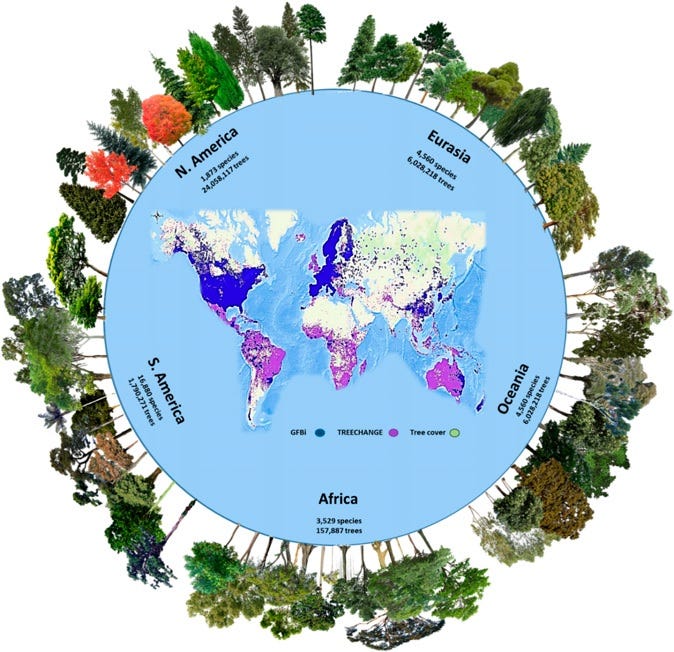 An infographic showing the globe with the number of tree species in each area: North America has 1,873 species. Eurasia has 4,560 species. Oceania has 4,560 species. Africa has 3,529 species. South America has 16,880 species.