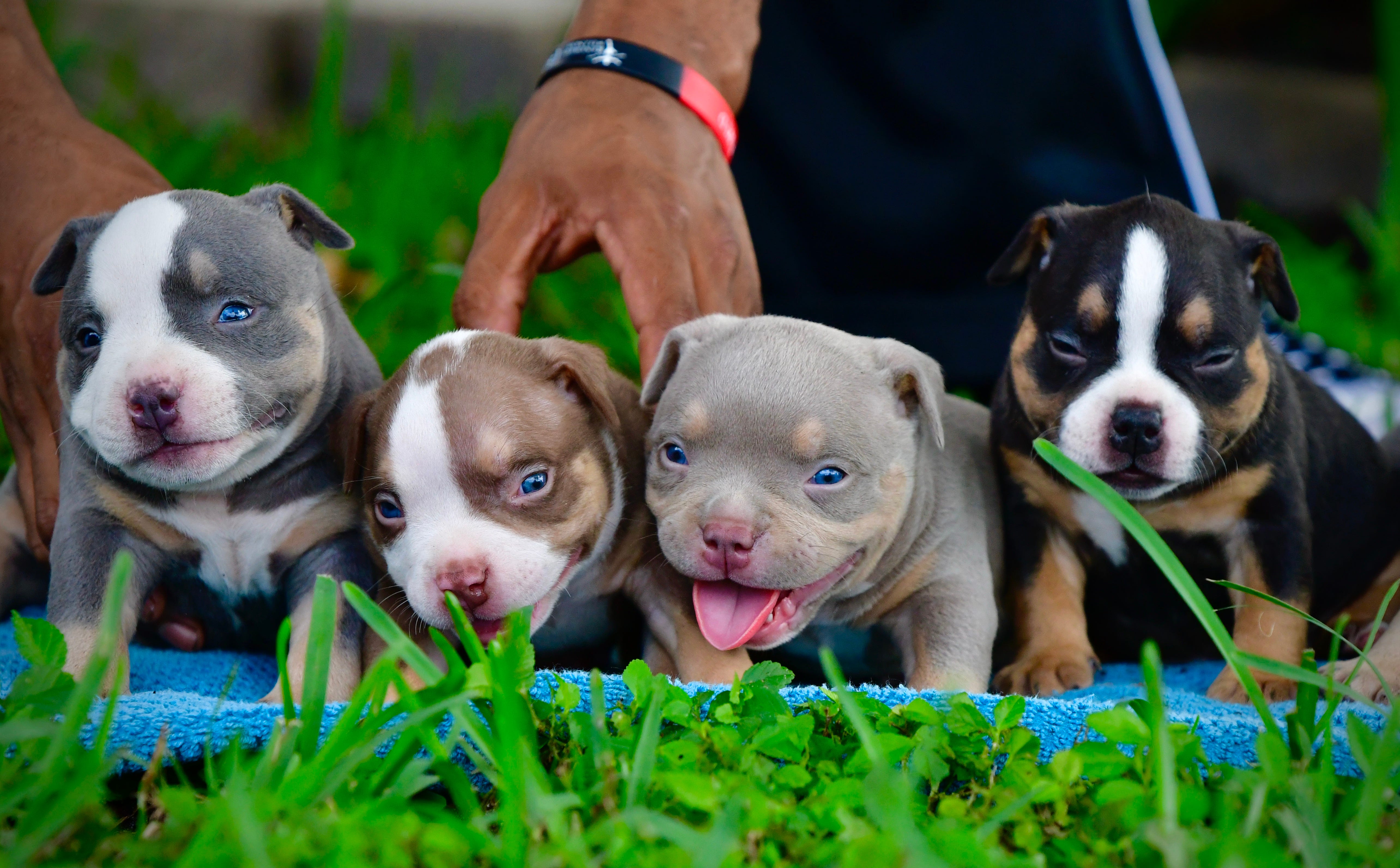 Tri Color Bully Puppies Xl Pitbulls Xl Bullies Puppies Blue Nose Pits