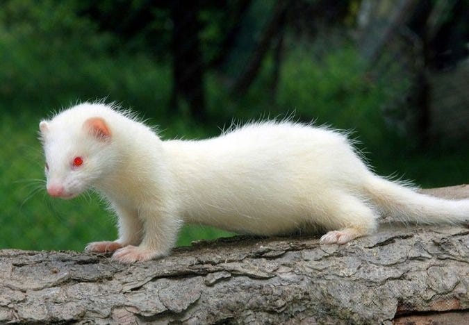 Image result for white european polecat