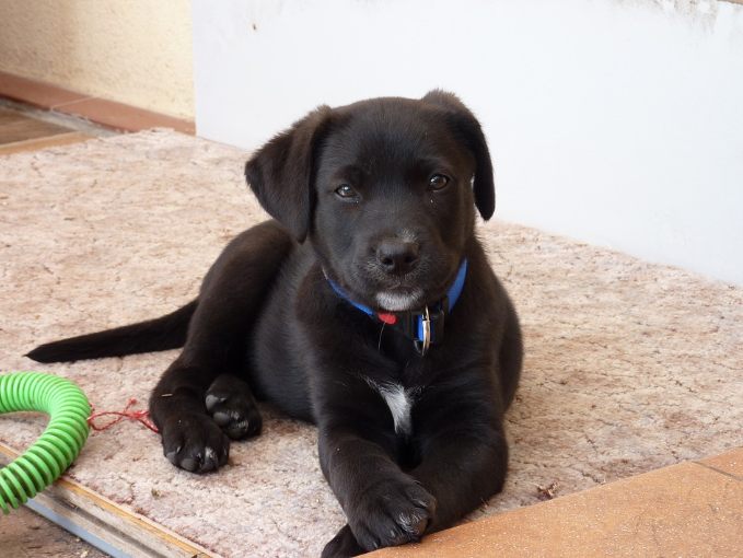 How to stop Lab puppy from biting? by Shanon Sandquist Sep, 2022