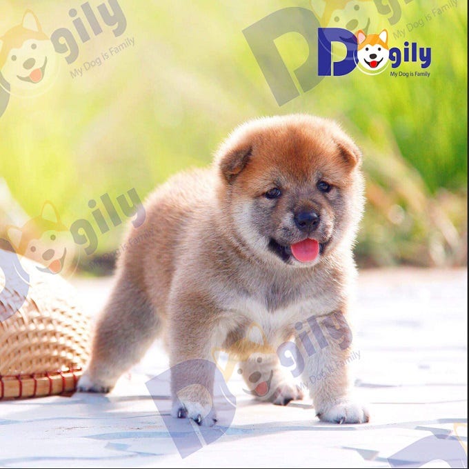 Chó Shiba Inu  by Hoàng Long Phạm  Medium