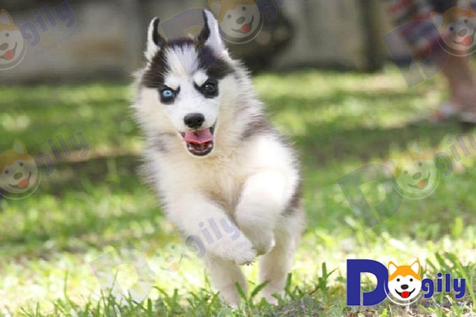 Chó Husky  by Hoàng Long Phạm  Medium