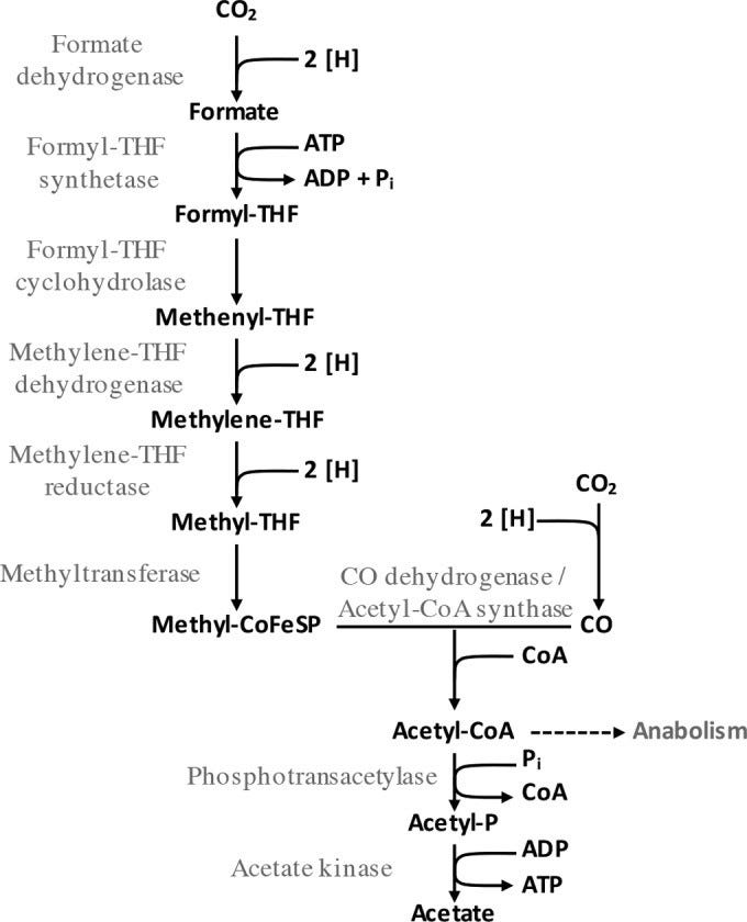 Definition. Diverse group of obligate anaerobic… | by Microbiology Easy  Notes | Medium