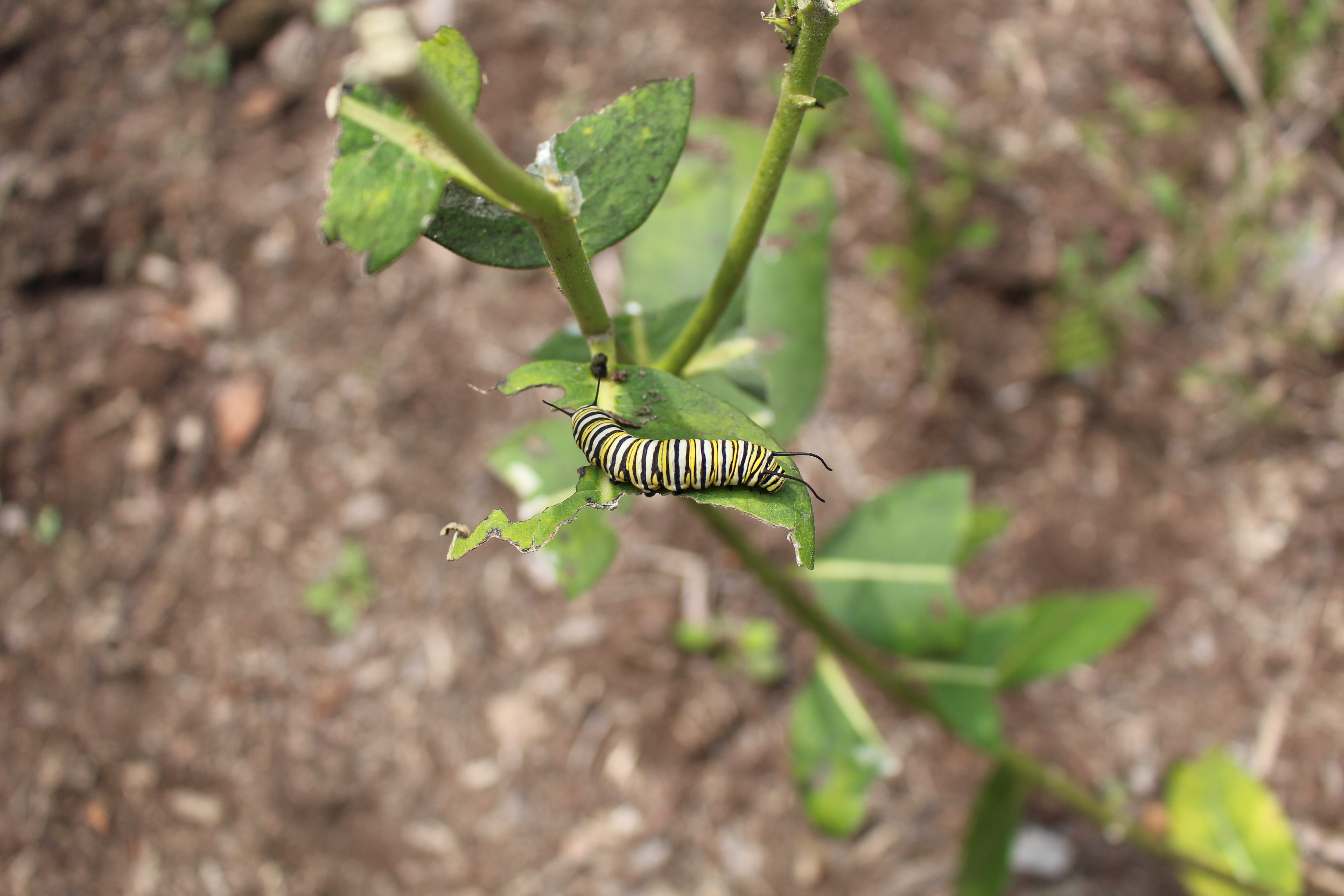 My Monarch Story Week 1 The Monarchs Are Disappearing But They By Erica Graham Weeds Wildflowers Medium