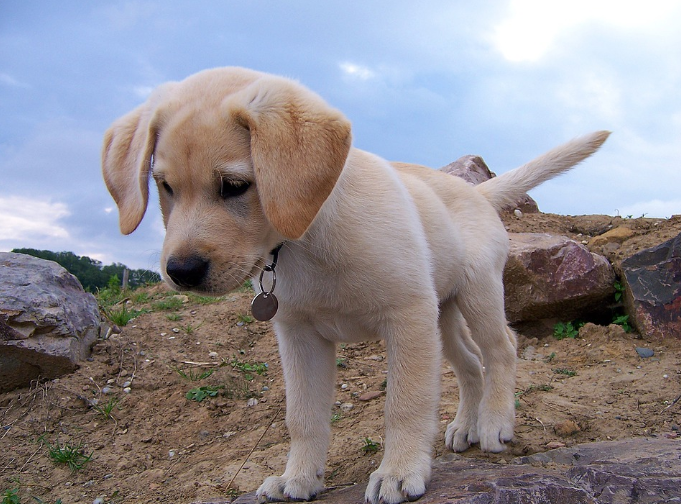 How to stop Lab puppy from biting? by Shanon Sandquist Sep, 2022