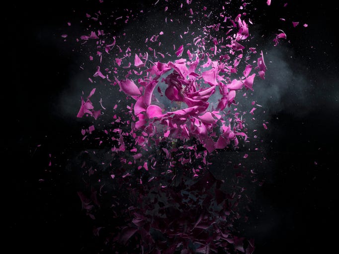 Pink flower exploding on black background