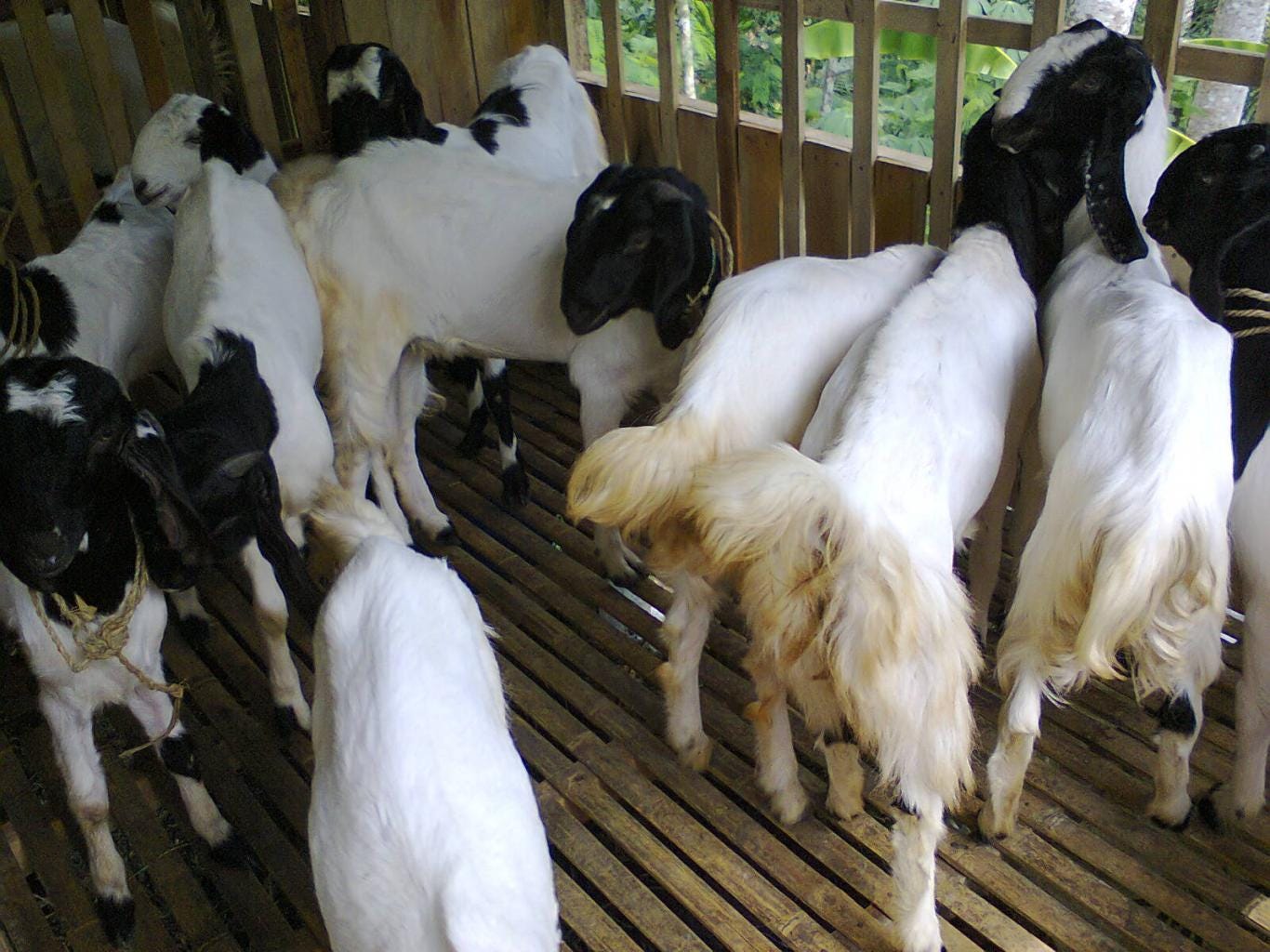 Budidaya Kambing Peranakan Etawa