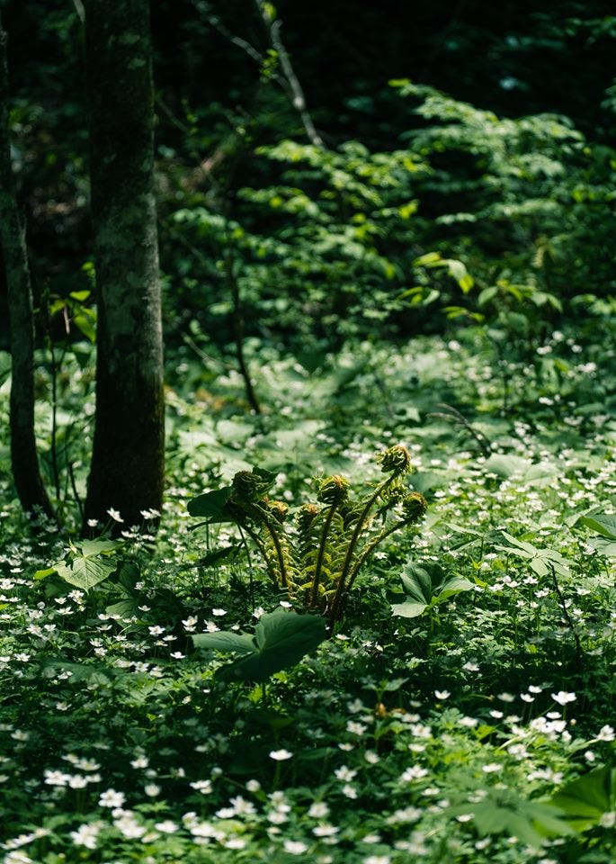 上高地的植物偵察 她是小花他是小草他是樹他是魚他是鳥 By Miya Lee Whisker Whisper Medium 上高地的植物偵察 她是小花他是小草他是樹他是魚他是鳥 By Miya Lee Whisker Whisper Medium