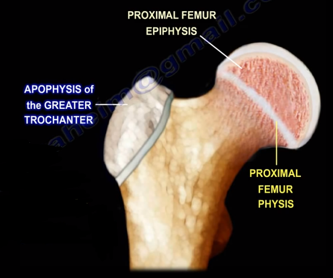 Growth Plates Physis,Epiphysis, & Apophysis by Nabil Ebraheim Medium