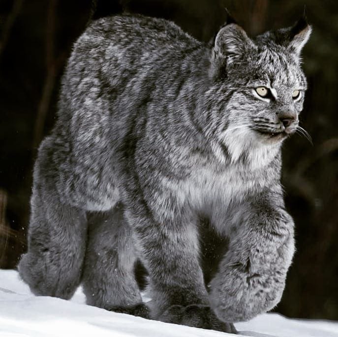 The Cat With Superior Hunting Skills Than A Xolf Creatures