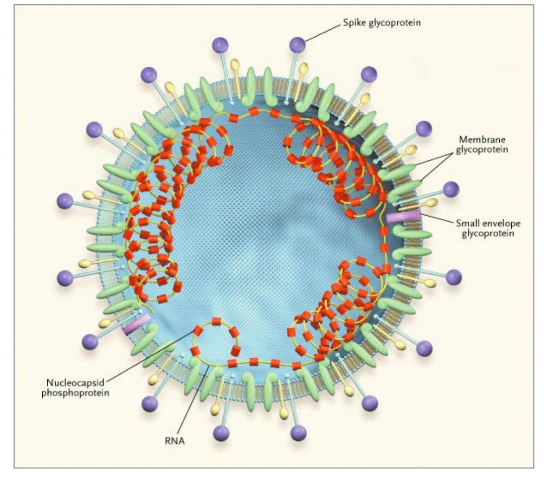 Coronavirus Exposed Part 1 Communist Coverup Or Pandemic