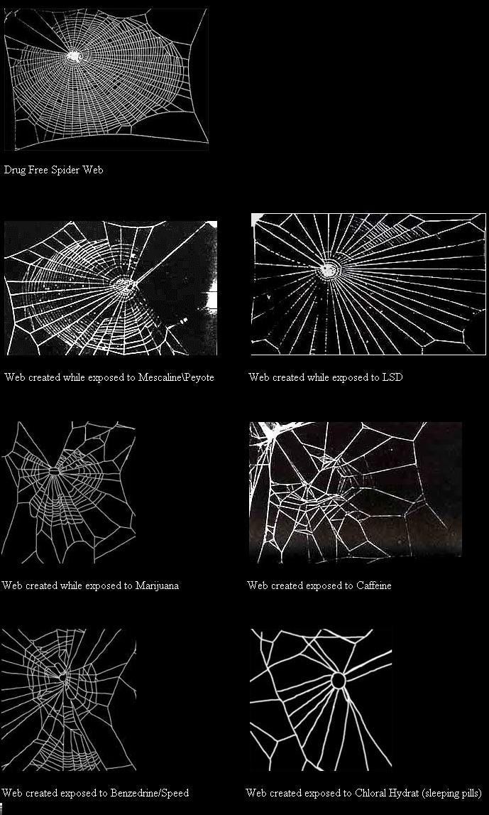 Weekend Diversion: Spider Webs… on drugs? | by Ethan Siegel | Starts