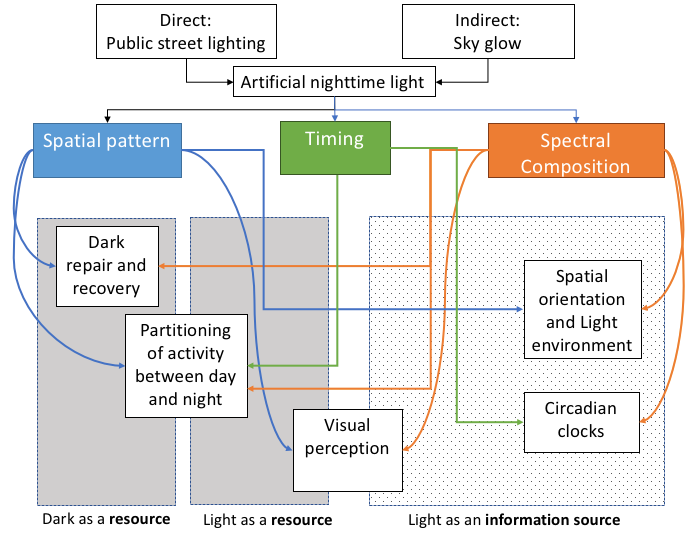 The Effect of Artificial Light Pollution on Insects by Akika Takada