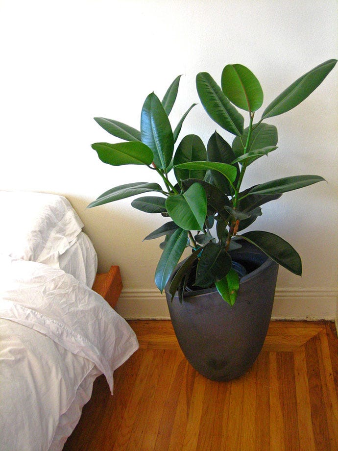 Rubber Trees, Rubber plants (Ficus elastica)