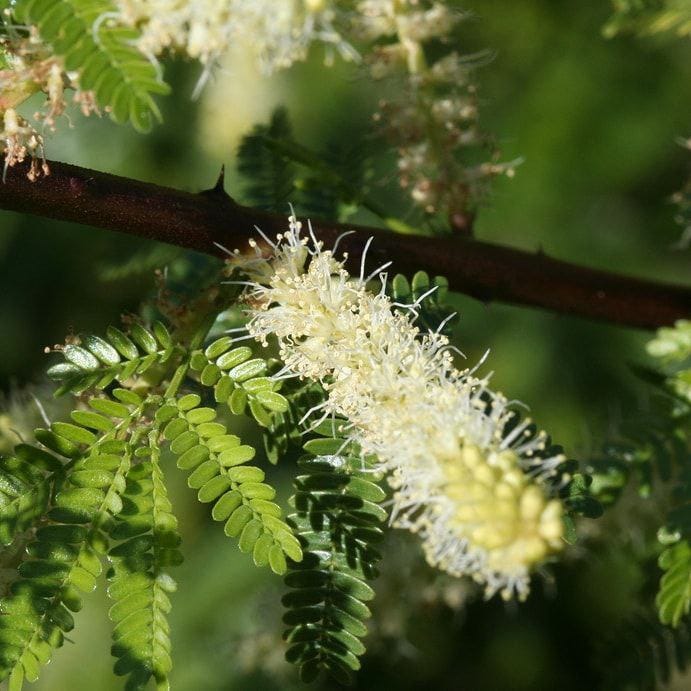 3 Foolproof ways to Identify Mimosa Tenuiflora — Hostilis by Mimosa