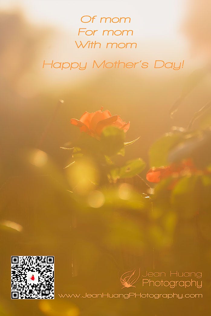 Beautiful rose basking in sunset haze. Mother’s Day 2022 — Copyright Jean Huang Photography.jpg.