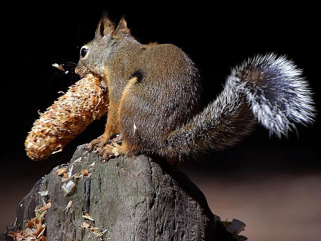 Ralph the Squirrel. Pine nuts, pine cones, cats and really… | by ...