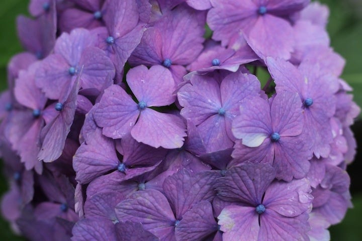 京都私心 大原三千院六訪 初夏紫陽花的繽紛夢境 京都深度旅行書籍 By Yuchi Hsiao Medium