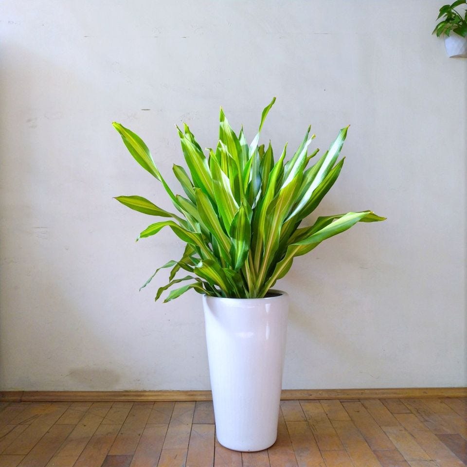 耐陰又好養的九種大型室內植栽推薦 沒有陽光也能享受植感生活 生活品植 Medium