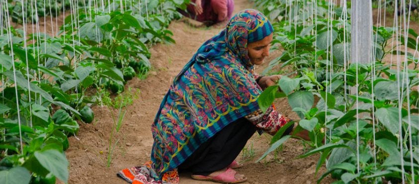 Female worker in Capsicum fields in MA Agri Farm in Faisalabad, Pakistan.