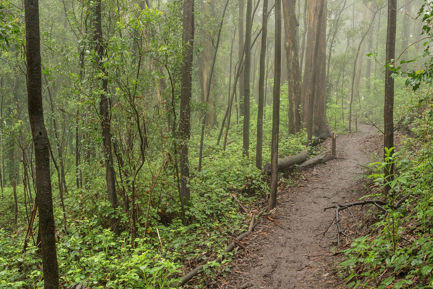 A Guide to San Francisco's Best Running Trails | by Lexi Pandell | The Bold  Italic