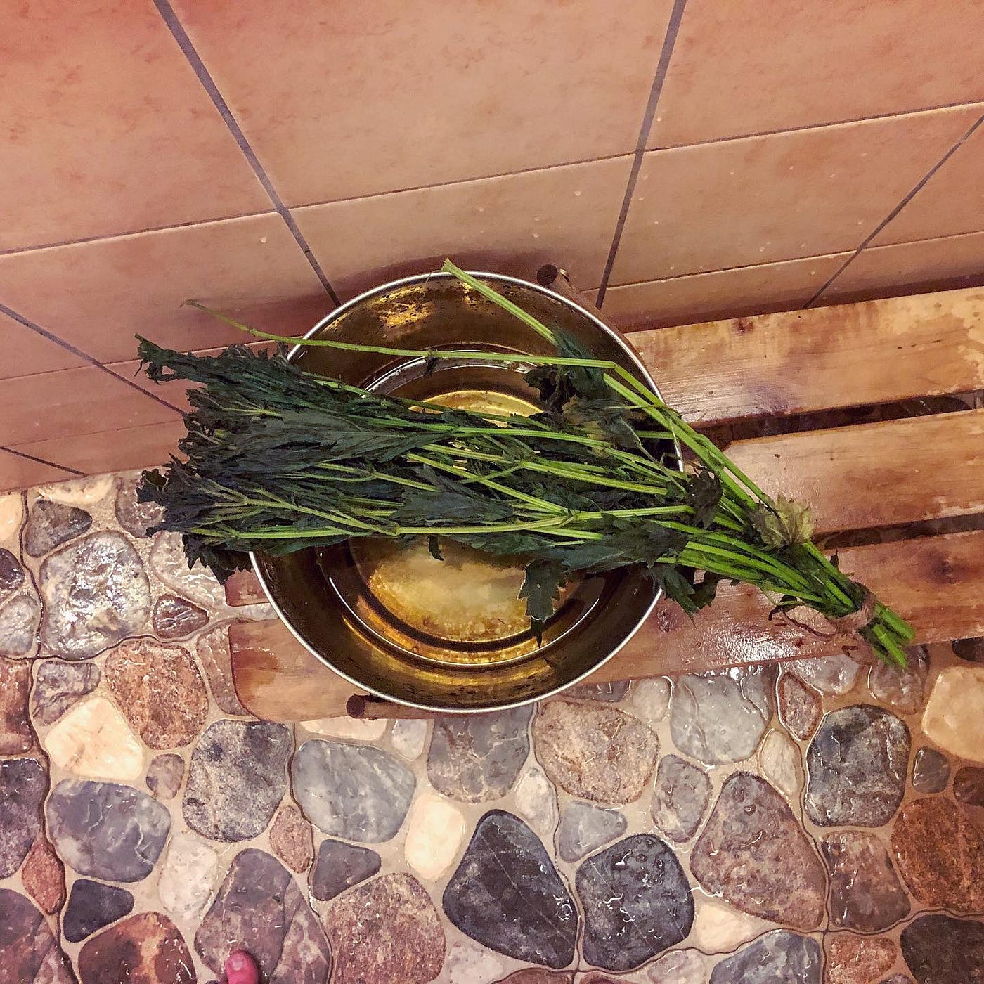 How to make a viht (those branches we beat ourselves with in the sauna ...