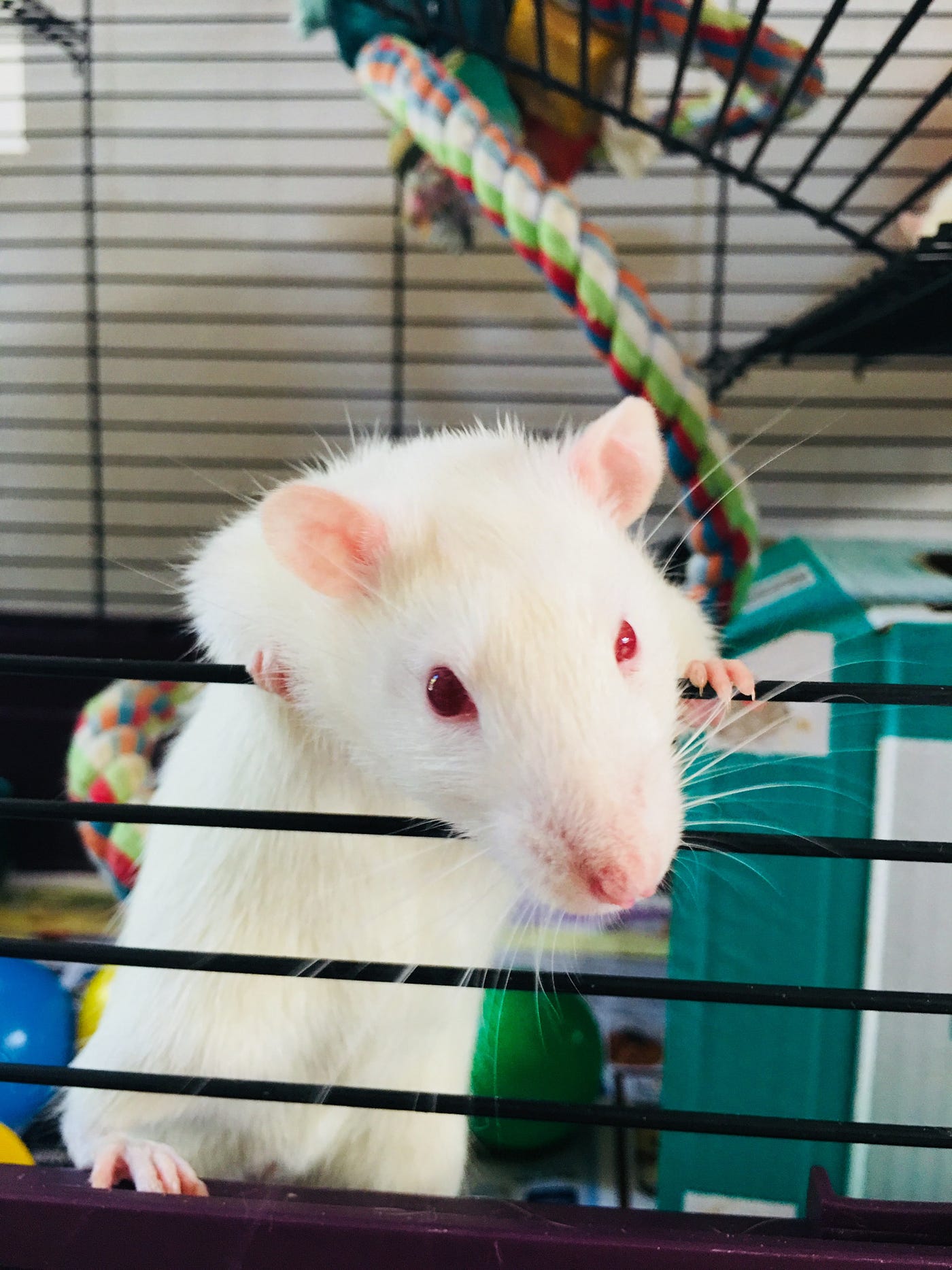 The Gory History Of The Guillotine For Rats And Mice By Anita Durairaj Lessons From History Medium