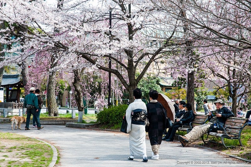 日本 關西 京都 盛開的八重枝垂櫻 平安神宮 京都市立美術館 一路從蹴上鐵道 岡崎疏水道順著道路來到平安神宮前 過個橋就是平安神宮著名的紅色大 By Speedbug 小蟲蝕光誌 日本 關西 京都 盛開的八重枝垂櫻 平安神宮 京都市立美術館 一路從蹴上鐵道 岡崎疏水道順著道路來到平安神宮前 過個橋就是平安神宮著名的紅色大 By Speedbug 小蟲蝕光誌
