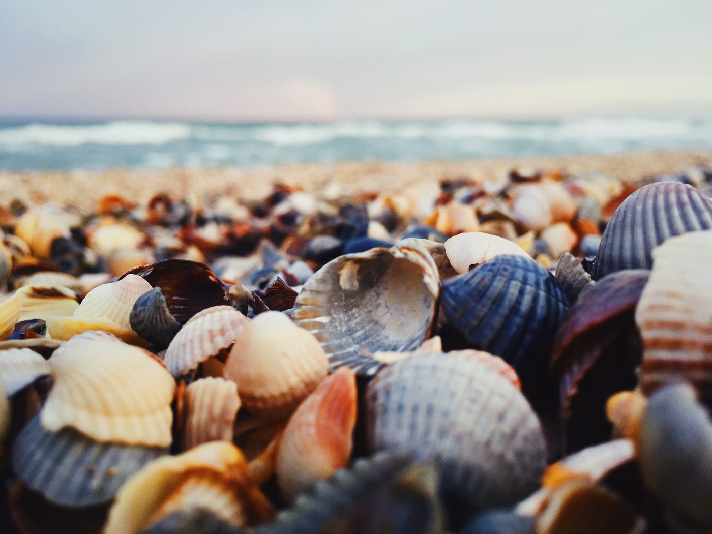 Seashells money grows on beachs