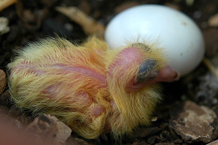 This Is What A Baby Pigeon Looks Like The Bold Italic San Francisco By The Bold Italic Editors The Bold Italic