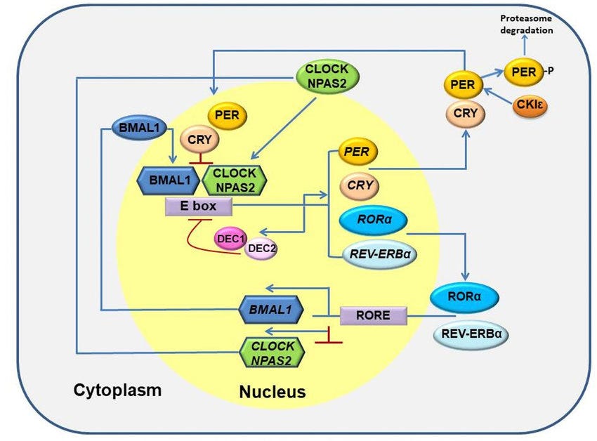 Better sleep with AI. ML approach to finding drugs for… by Semen