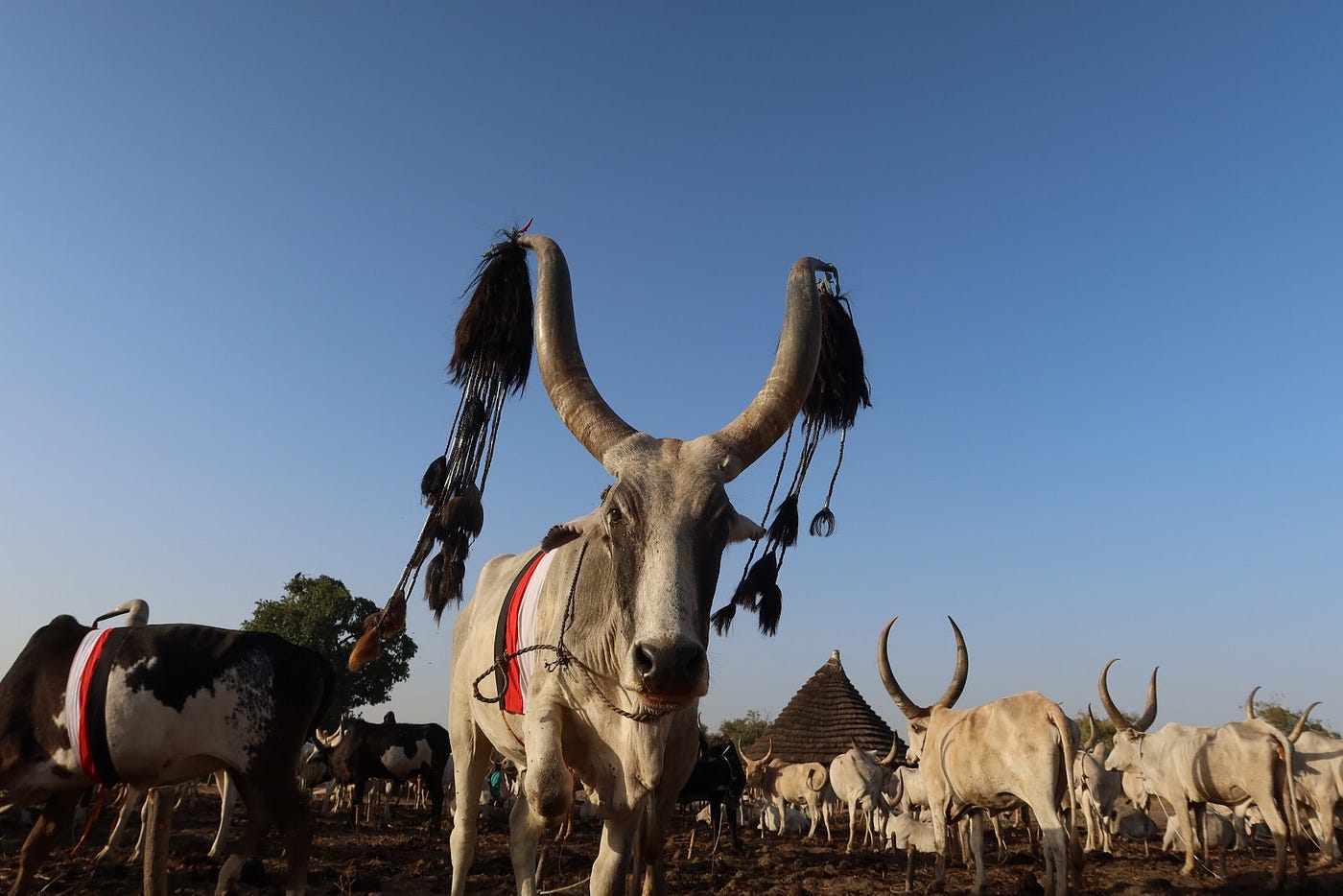 Cattle in Tonj, South Sudan.