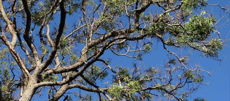 Neem Tree Information And Uses The Neem Tree May Be The Answer To Your By Tree Removal Services Medium
