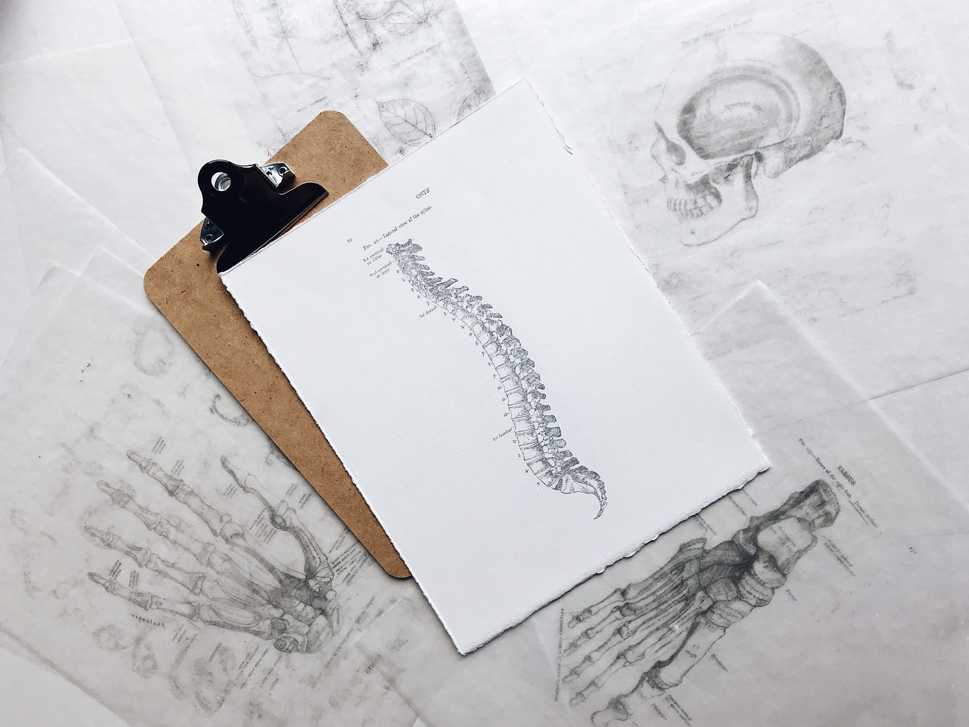 A drawing of the spine, as seen from the side, sits on a white piece of paper. The paper rests on a wooden clipboard, which in turn is on papers with drawings of various skeletal body parts.