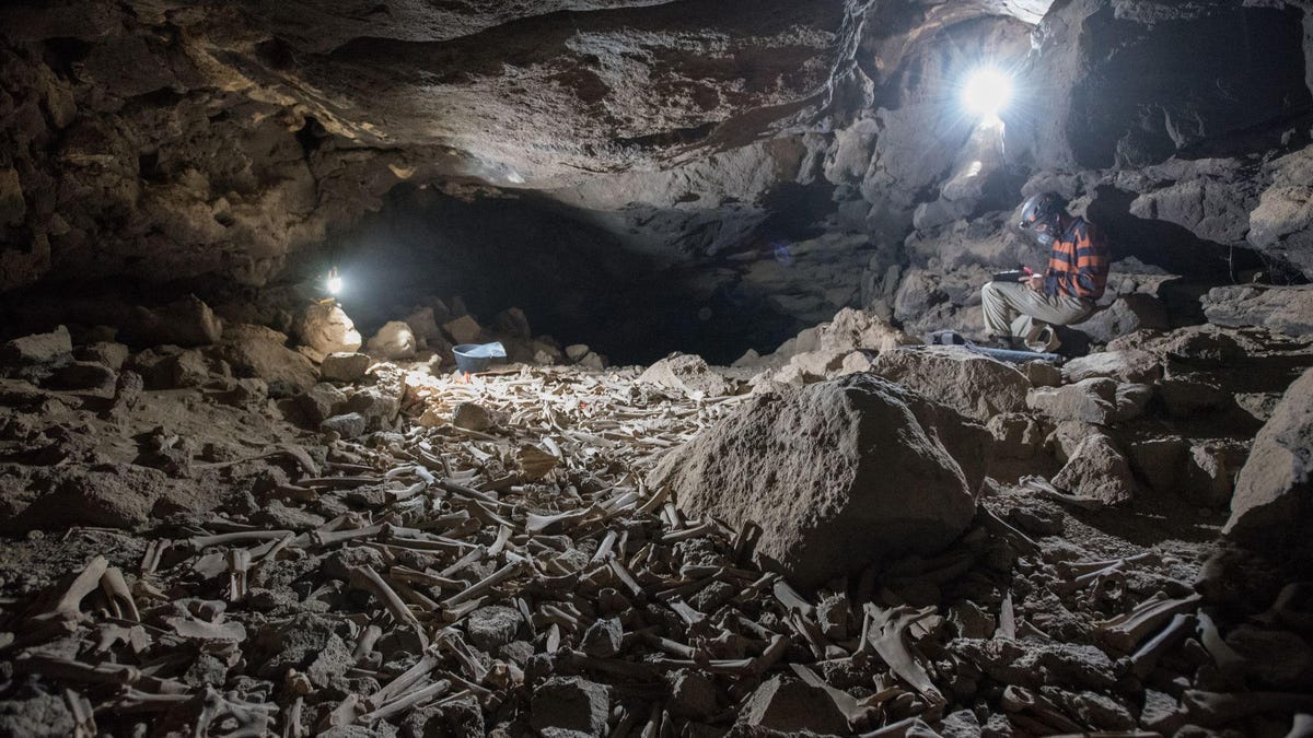 Archaeologists stumble upon 1.5 Km Long Bed of Bones in Saudi Arabian Cave